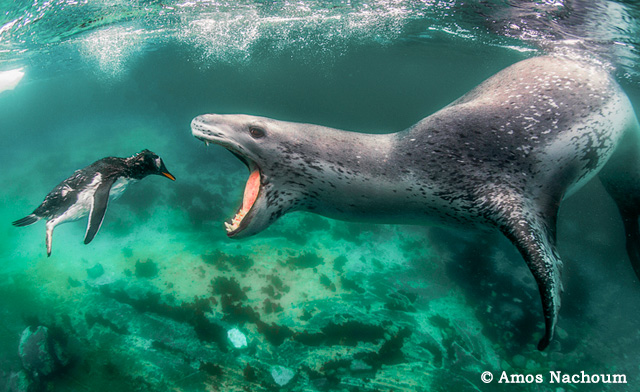 Antarctica Special Expedition - Big Animals Expeditions with Amos Nachoum  - Dive Discovery