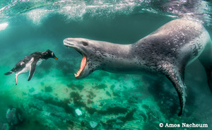 Antarctica Special Expedition - Big Animals Expeditions with Amos Nachoum  - Dive Discovery