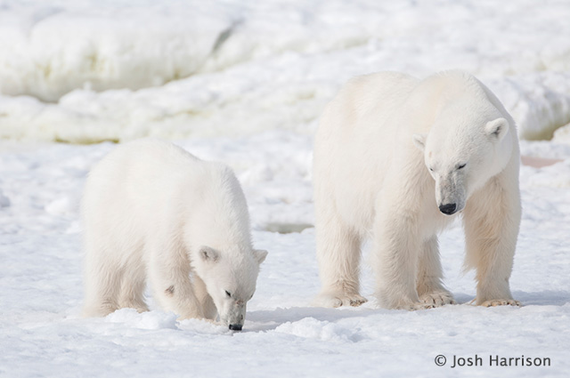 Polar bears - North Spitsbergen, In Search of Polar Bear & Pack Ice - Dive Discovery