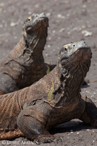 Komodo Focus,  August 8-19 2015 onboard Arenui  - Indonesia Liveaboards - Dive Discovery Indonesia