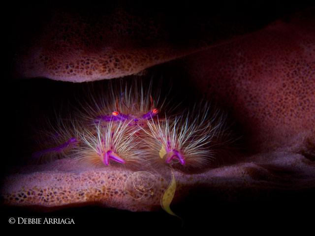 Komodo Focus,  August 8-19 2015 onboard Arenui  - Indonesia Liveaboards - Dive Discovery Indonesia