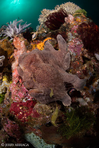 Komodo Focus,  August 8-19 2015 onboard Arenui  - Indonesia Liveaboards - Dive Discovery Indonesia