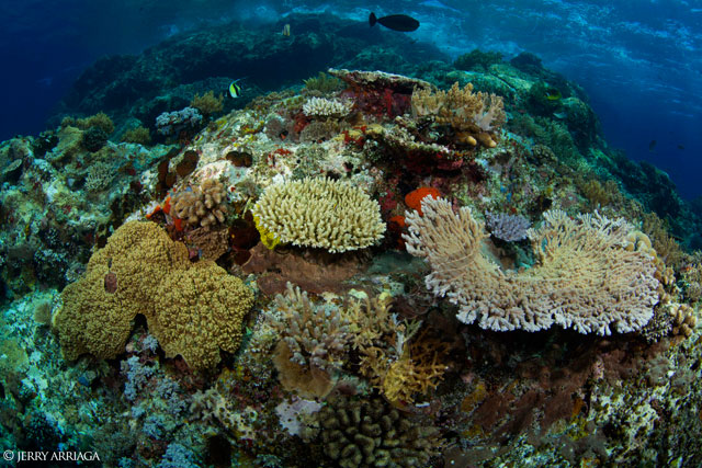 Komodo Focus,  August 8-19 2015 onboard Arenui  - Indonesia Liveaboards - Dive Discovery Indonesia