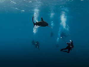 BDE Shark Week - Brothers Islands, Daedalus, Elphinstone, five shark species - Red Sea - Dive Discovery