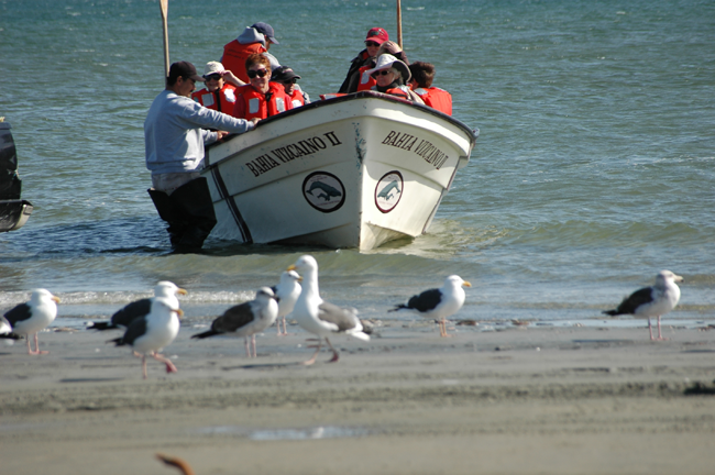 Whale Watching, Baja, Mexico - Dive Discovery