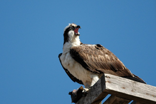 Whale Watching, Baja, Mexico - Dive Discovery