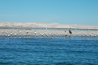 Whale Watching, Baja, Mexico - Dive Discovery