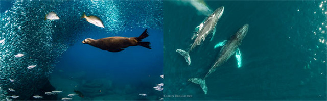 Baja California Sur Trip - Marine life