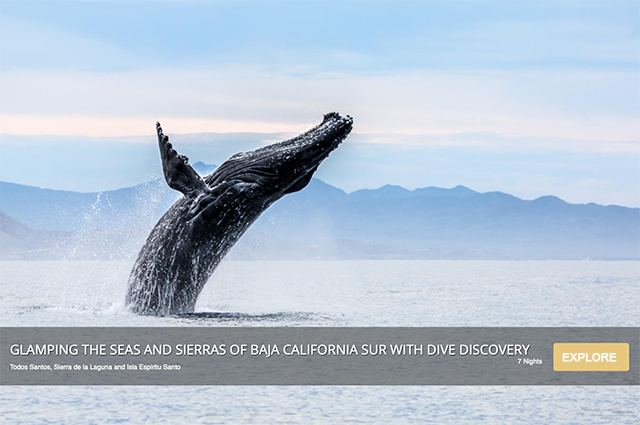 Glamping the Seas and Sierras of Baja California Sur with Dive Discovery