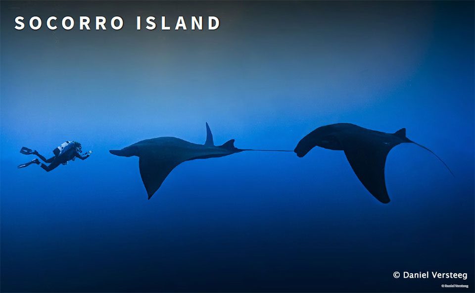 Socorro Island - Baja Expeditions