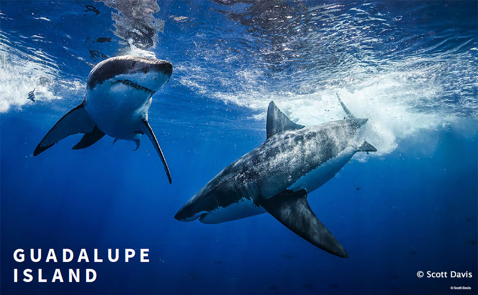 Guadalupe Island - Baja Expeditions