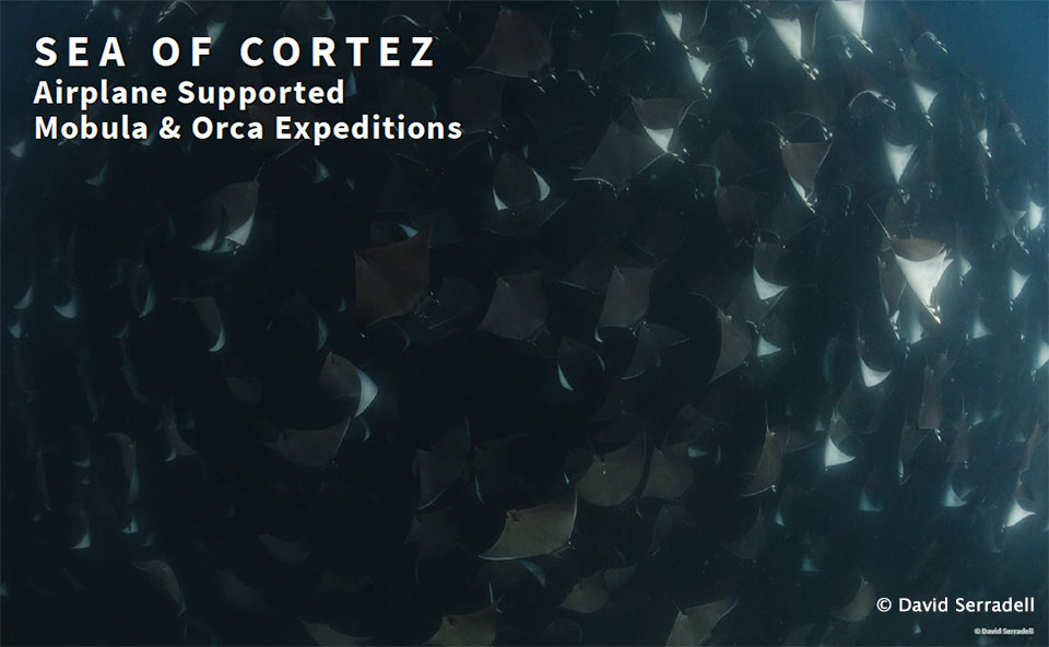 Sea of Cortez - Baja Expeditions