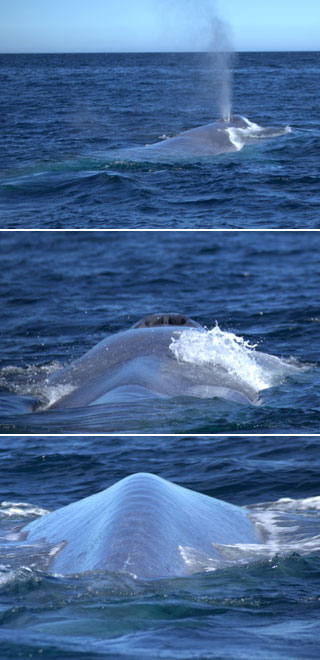 Blue Whales - Baja Mexico Whales: February 25 - March 3 2014 Trip Report
