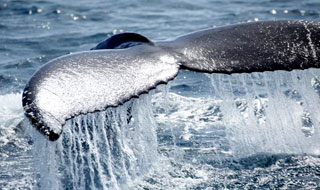 Blue Whales - Baja Mexico Whales: February 25 - March 3 2014 Trip Report