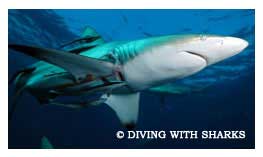 Black Tip Sharks - Shark Diving in South Africa