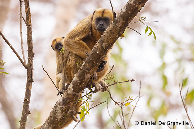 Black and Gold Howler Monkey