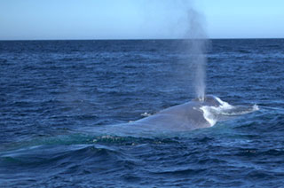 Blue Whale in Baja, Mexico