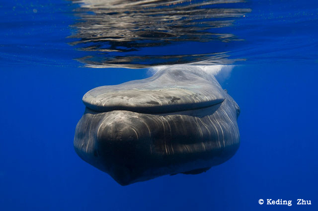 Blue Whales, Costa Rica Dome - Big Animals Expeditions with Amos Nachoum  - Dive Discovery