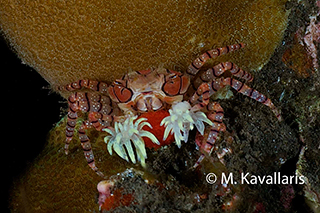 Boxer crab - Komodo underwater