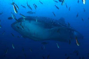 M.Y. Wolf Buddy & M.Y. Darwin Buddy - Galapagos Live Aboards - Dive Discovery Galapagos