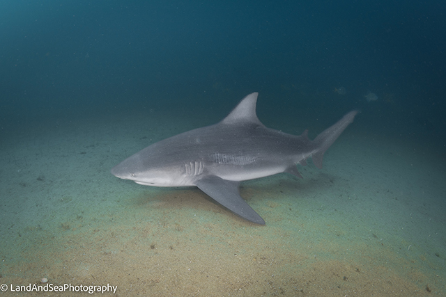 Bull Shark; Photographer: Kathleen Rose