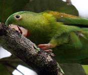 Bird Watching at COIBA National Park