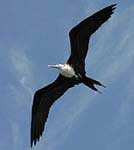 Bird Watching at COIBA National Park