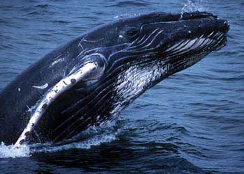 Whale Watching at COIBA National Park