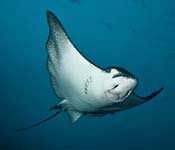 Snorkeling COIBA National Park