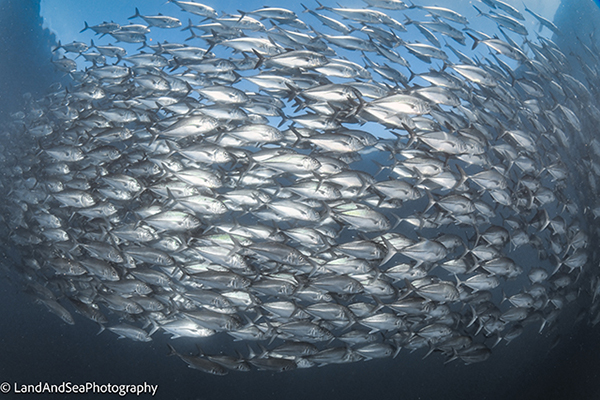 Big eye Trevally Jacks