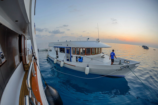 Dhoni - M/V Carpe Novo Explorer - Maldives Liveaboards