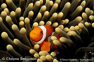 Clownfish - PNG