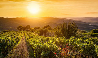 Sunset at Chianti vineyard