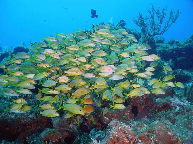 Ciénaga de Zapata scuba diving