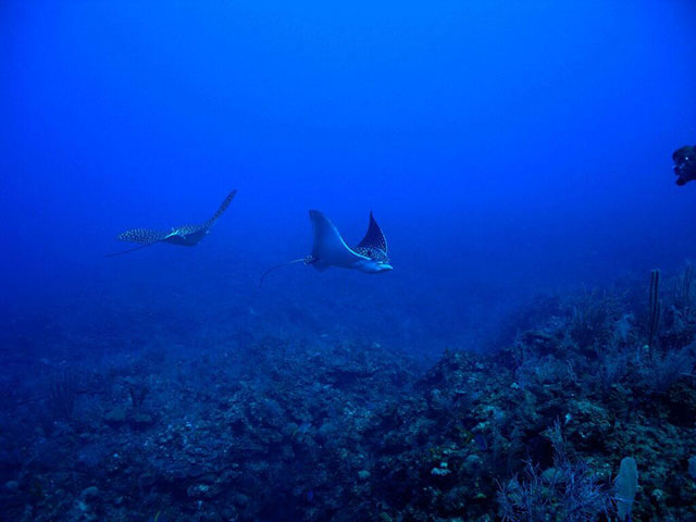 Eagle rays - Ciénaga de Zapata scuba diving
