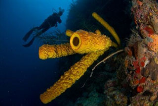 underwater - Ciénaga de Zapata scuba diving