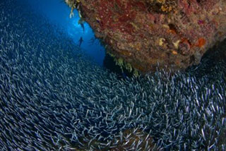 underwater - Ciénaga de Zapata scuba diving