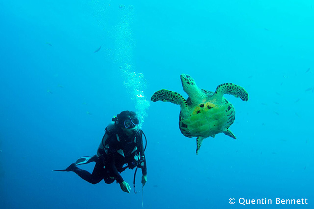 Cindi and a turtle photographed by Quentin Bennett