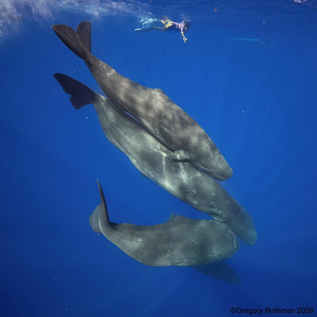 Cindi with sperm whales - Photographer: Gregory Rothman