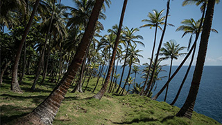 Coconut field - Club Santana - São Tomé Dive Resort