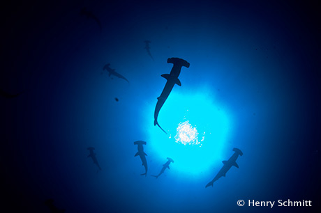 Diving with hammerheads in Coco’s Island , Costa Rica
