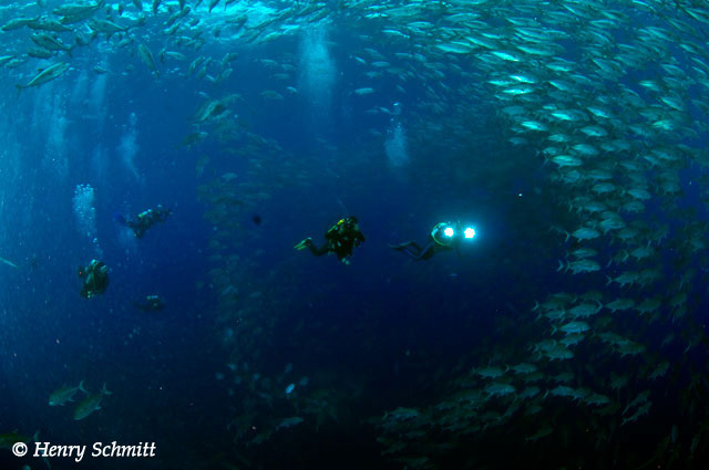 Dive Discovery Trip Report: Cocos Island, March 28-April 7 2010 - UnderSea Hunter