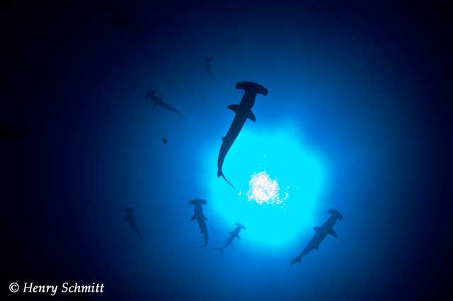 Dive Discovery Trip Report: Cocos Island, March 28-April 7 2010 - UnderSea Hunter