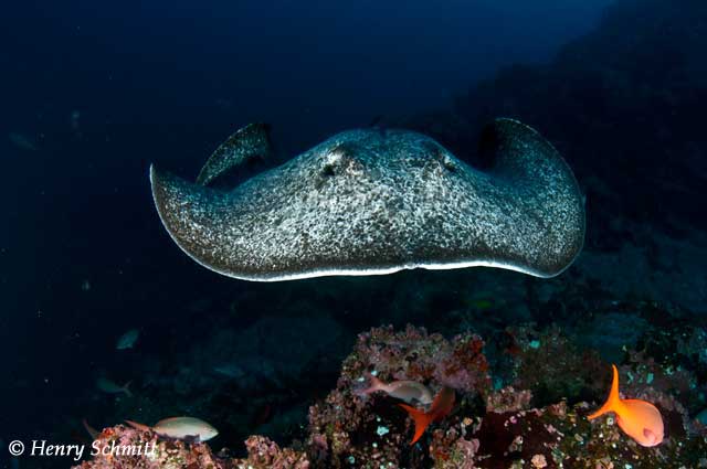 Dive Discovery Trip Report: Cocos Island, March 28-April 7 2010 - UnderSea Hunter