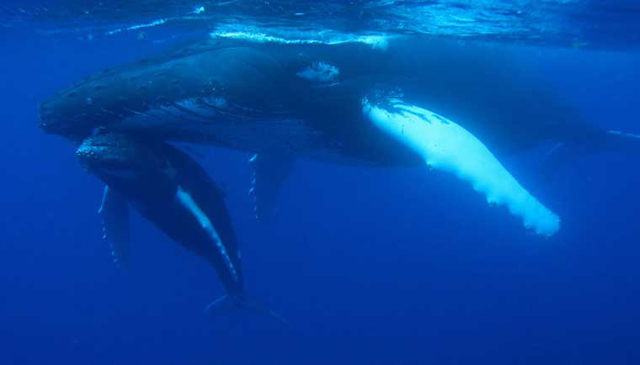 Encounter the Humpback Whales of the Silver Bank, Dominican Republic - Dive Discovery