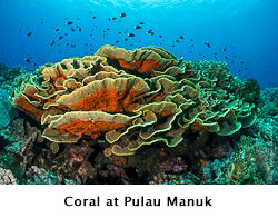Coral at Manuk Island