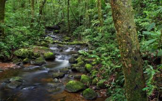 Monteverde Cloud Forest Reserve, Costa Rica