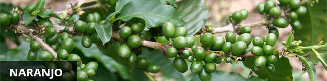 Naranjo