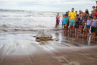 Green Sea Turtle  heading to the ocean in Costa Rica