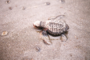 Green Sea Turtle  Nestling & Hatching in Costa Rica
